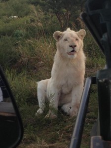 lion-and-jeep