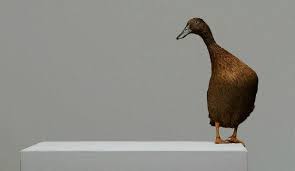 wild-duck-image
